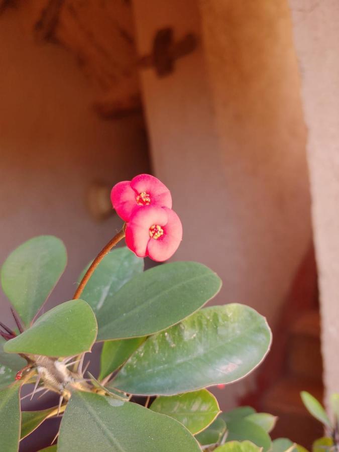 Bed and Breakfast Les Jardins Du M'Goun Kelaat-M'Gouna Екстер'єр фото