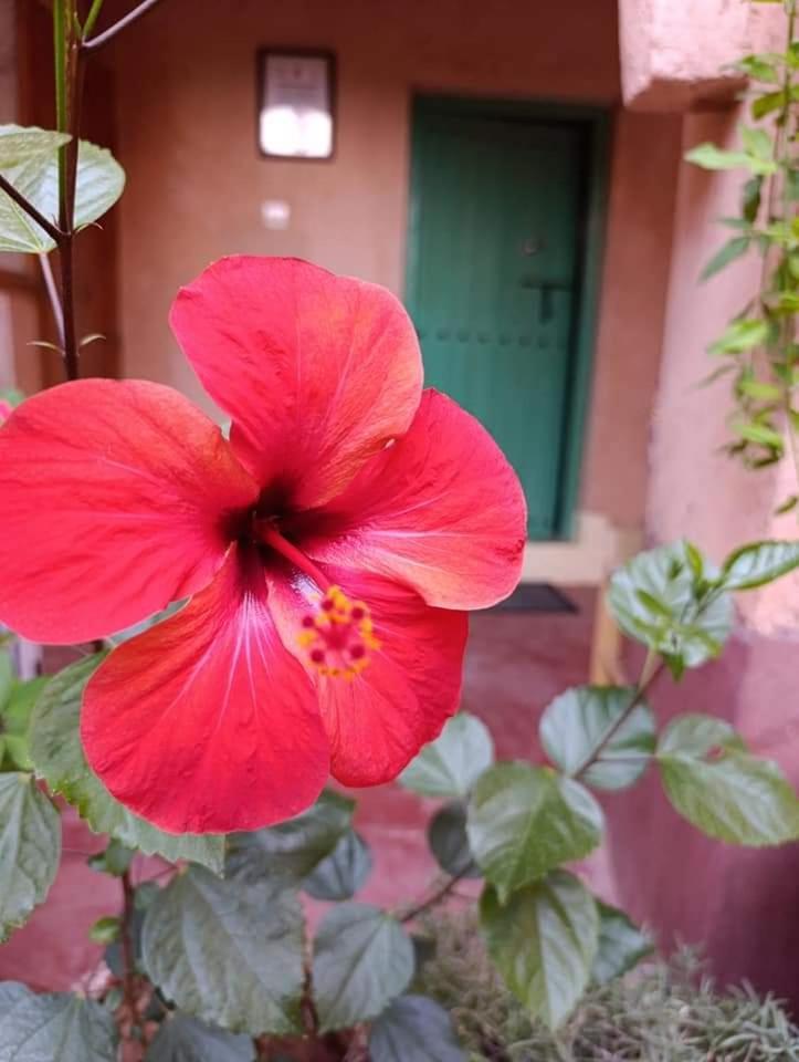 Bed and Breakfast Les Jardins Du M'Goun Kelaat-M'Gouna Екстер'єр фото